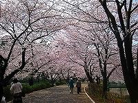 さくら２