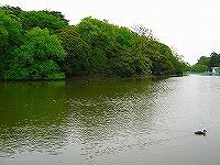 ５月大宮公園画像