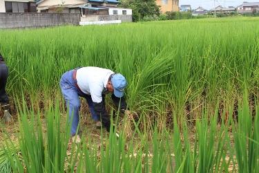 17年度上半期 埼玉県立歴史と民俗の博物館