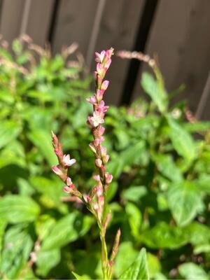 博物館で育てている植物の写真その１