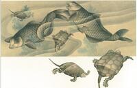 歴史と民俗の博物館絵葉書（葛飾北斎　鯉亀図）