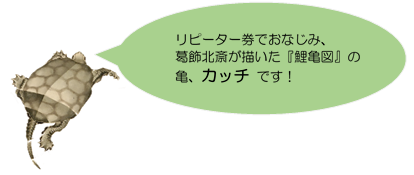 亀のカッチです