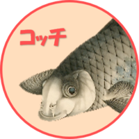 コッチ