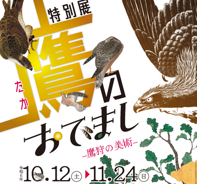 オオタカ幼鳥雄の剥製 （osjkoho (日本鳥学会 鳥学通信 の投稿者